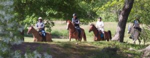 Biltmore Fall Ride to Benefit Hope for Horses Endurance 25/50 @ Biltmore Equestrian Center