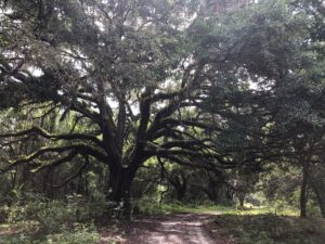 Greenway Gallivant Turkey Trot 25/50/100 25/50/75 END and CTR, Ocala, FL @ Florida Greenway Trails, Pruit Trailhead