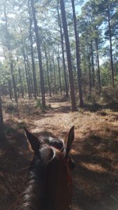 Ride in the Pines at Sand Hills IDR/25/50 Endurance, Patrick SC @ H. Cooper Black, Jr. Memorial Field Trial & Recreation Area