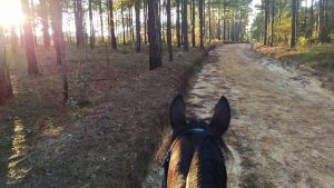 Ride in the Pines at Sand Hills 25/50 Endurance, Patrick SC @ H. Cooper Black, Jr. Memorial Field Trial & Recreation Area